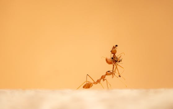 Harvard Creates Robot Ants That Work Like Real Insects To Build And Dismantle Complex Structures