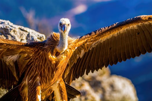 NATO states would have joined ‘like vultures’ if US succeeded in Iran – expert