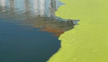 The Party Of Algae And 'Our Democracy'